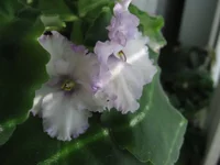 Centennial Thunder _1482.webp