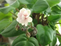 Rob's Vanilla Trail_1481.webp