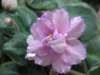 Stravberry Wave_1476.webp