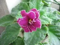 -Магия любви_1473.webp