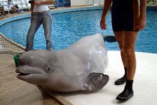 800px-Beluga-DolphinLand-Antalya-2006.jpg