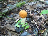 IMG_5250.jpg
