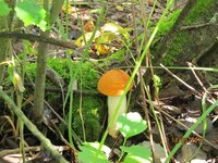 IMG_5269.jpg