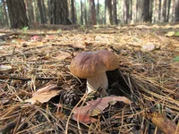 IMG_5278.jpg