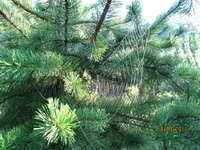 IMG_5248.jpg