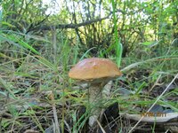 IMG_5253.jpg
