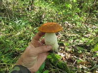 IMG_5268.jpg