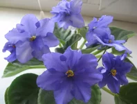 Wishful Thinking(спорт).webp