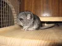 IMG_0094.webp