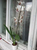 P9136566.webp