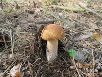 IMG_5309.jpg