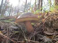 IMG_5345.jpg