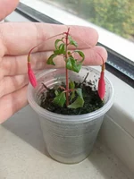 magellanica mini.webp