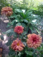 010 (5).webp