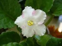  Лилу Аня.webp