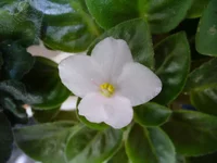 -Кроткая монашка.webp