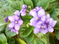  Бэби Джей полумини.webp