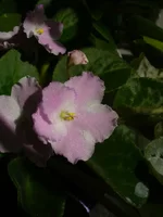  А Коллин.webp