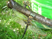 DSC07615.jpg