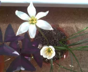 033.webp