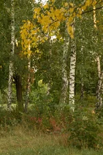 _9.webp