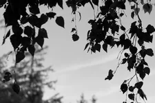 _10.webp