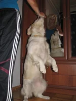 6ывсчс 002.webp