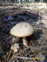 100_3275.webp
