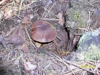  размера 100_3271.webp