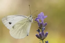 butterfly.webp