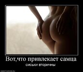 312224_votchto-privlekaet-samtsa.jpg