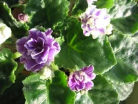 -Сливовый коктейль_1555.webp