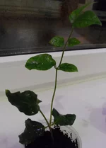 SAM_0098.webp