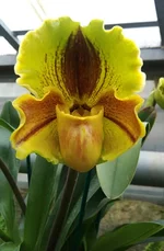 Цветение орхидеи Paphiopedilum Lippewunder hybrid.jpg