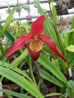 Красный фрагмипедиум Phragmipedium Living Fire.jpg