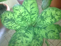 008.webp