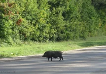 salo_20110917m3.webp
