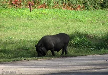 salo_20110917m4.webp