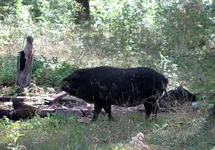 salo_20110917m7.webp