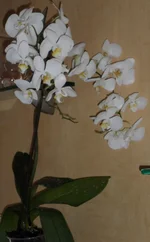 SAM_0102.jpg