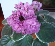 Ma's Show Girl2.webp