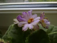 ma's pringe froggi.webp