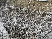 IMG_1175_resize.webp