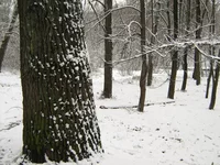 IMG_1180_resize.webp