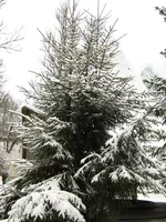 IMG_1185_resize.webp