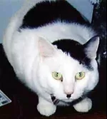 hitler_cats.webp