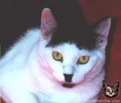 kitler1466.webp