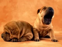 70944_dogs_0oboi_prikolka_ru6_010_122_1033lo.webp