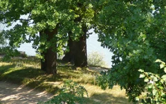 1 (3).webp