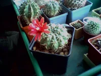 Gymnocalycium_baldianum 02.webp